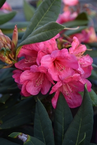 Rhodo Ross Maude